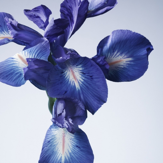 ARMANI/PRIVÉ IRIS BLEU