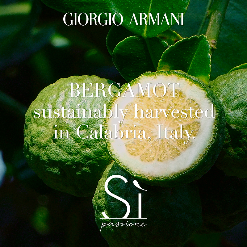 BERGAMOT